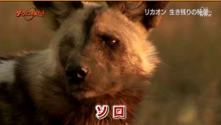 孤独なリカオン 日本制作の動物ドキュメンタリーにしてはだいぶ面白かった チャットレディ六条ブログ