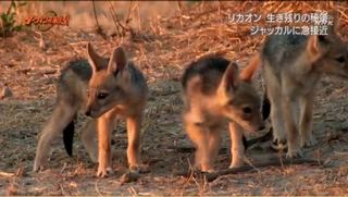 孤独なリカオン 日本制作の動物ドキュメンタリーにしてはだいぶ面白かった チャットレディ六条ブログ
