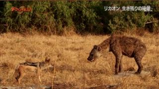 孤独なリカオン 日本制作の動物ドキュメンタリーにしてはだいぶ面白かった チャットレディ六条ブログ